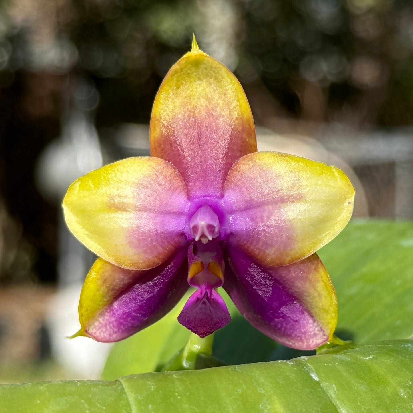 Phalaenopsis Smiley Bluebird shinning blue x Mituo Princess 'MO-511' QA-081