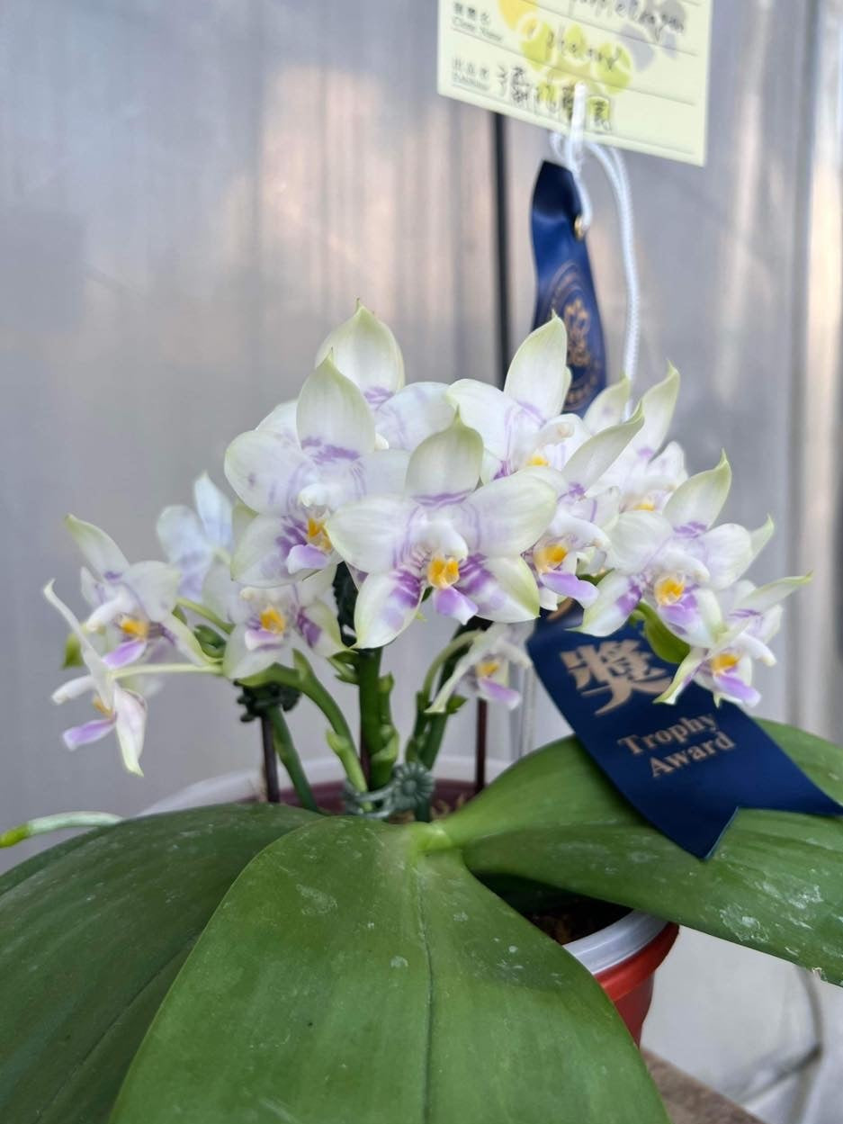 Phalaenopsis Mituo Purple Dragon 'Phalanx' AM/AOS