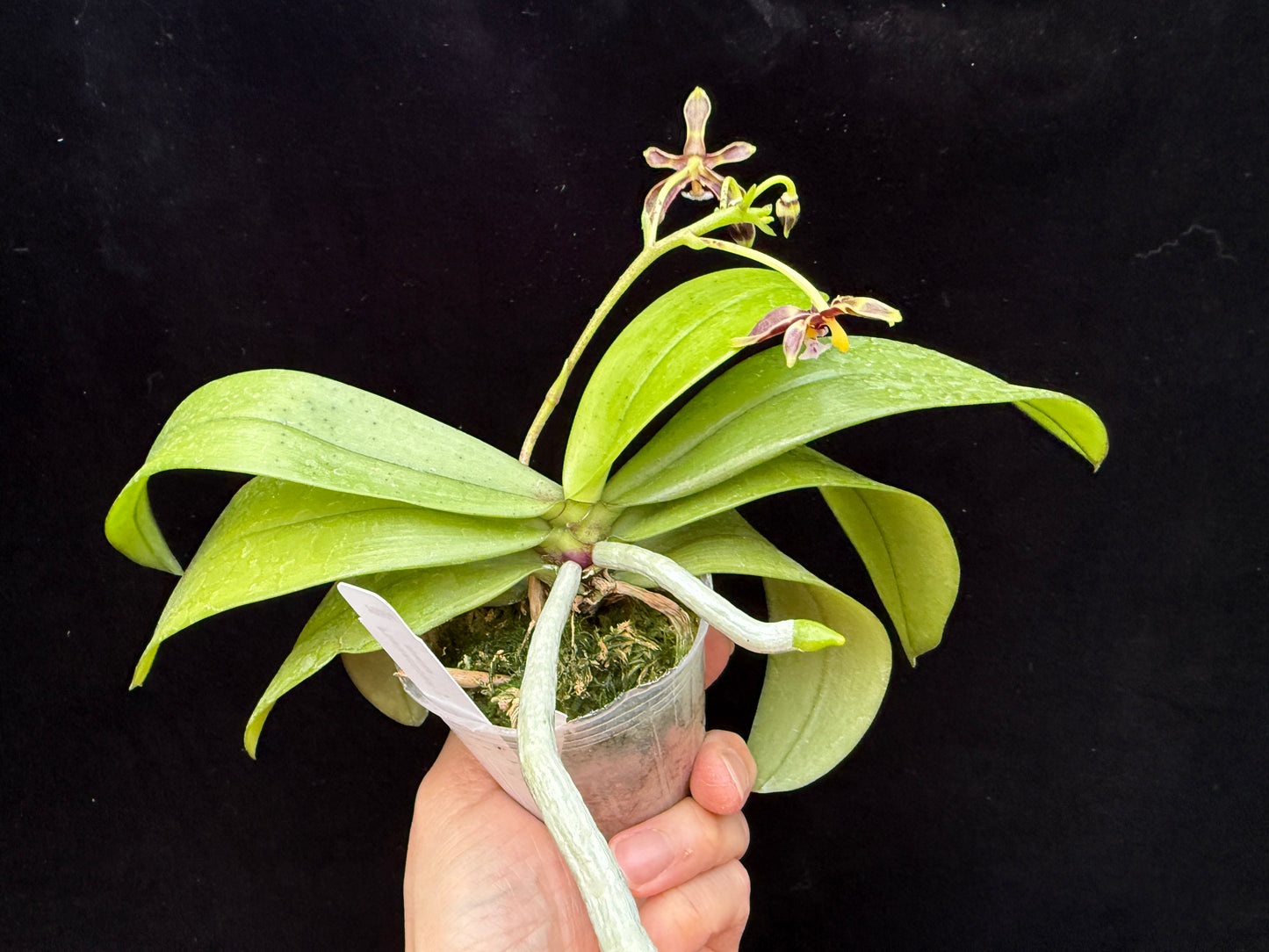 Phalaenopsis mannii var black x sib - Seed Grown