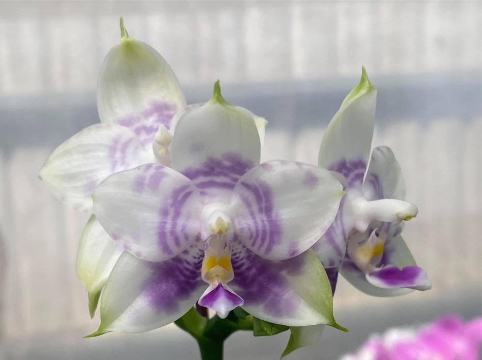 Phalaenopsis Mituo Purple Dragon 'Phalanx' AM/AOS