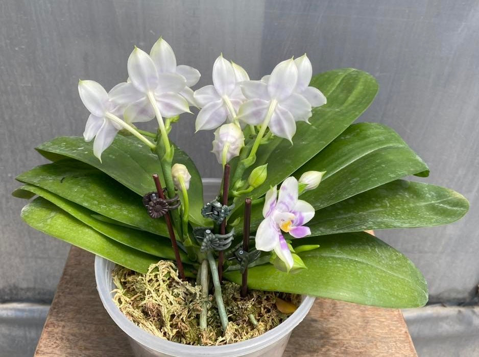 Phalaenopsis Mituo Purple Dragon 'Phalanx' AM/AOS