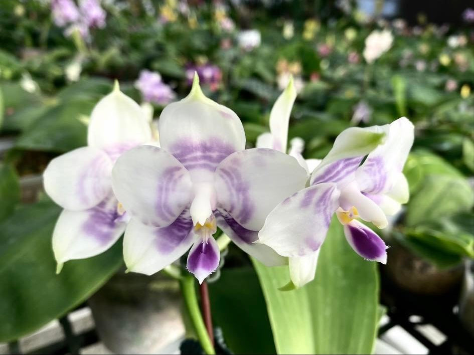 Phalaenopsis Mituo Purple Dragon 'Blue White' Spiking