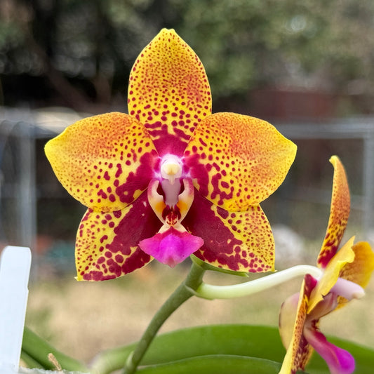 Phalaenopsis Zheng Min Anaconda 'Wilson'