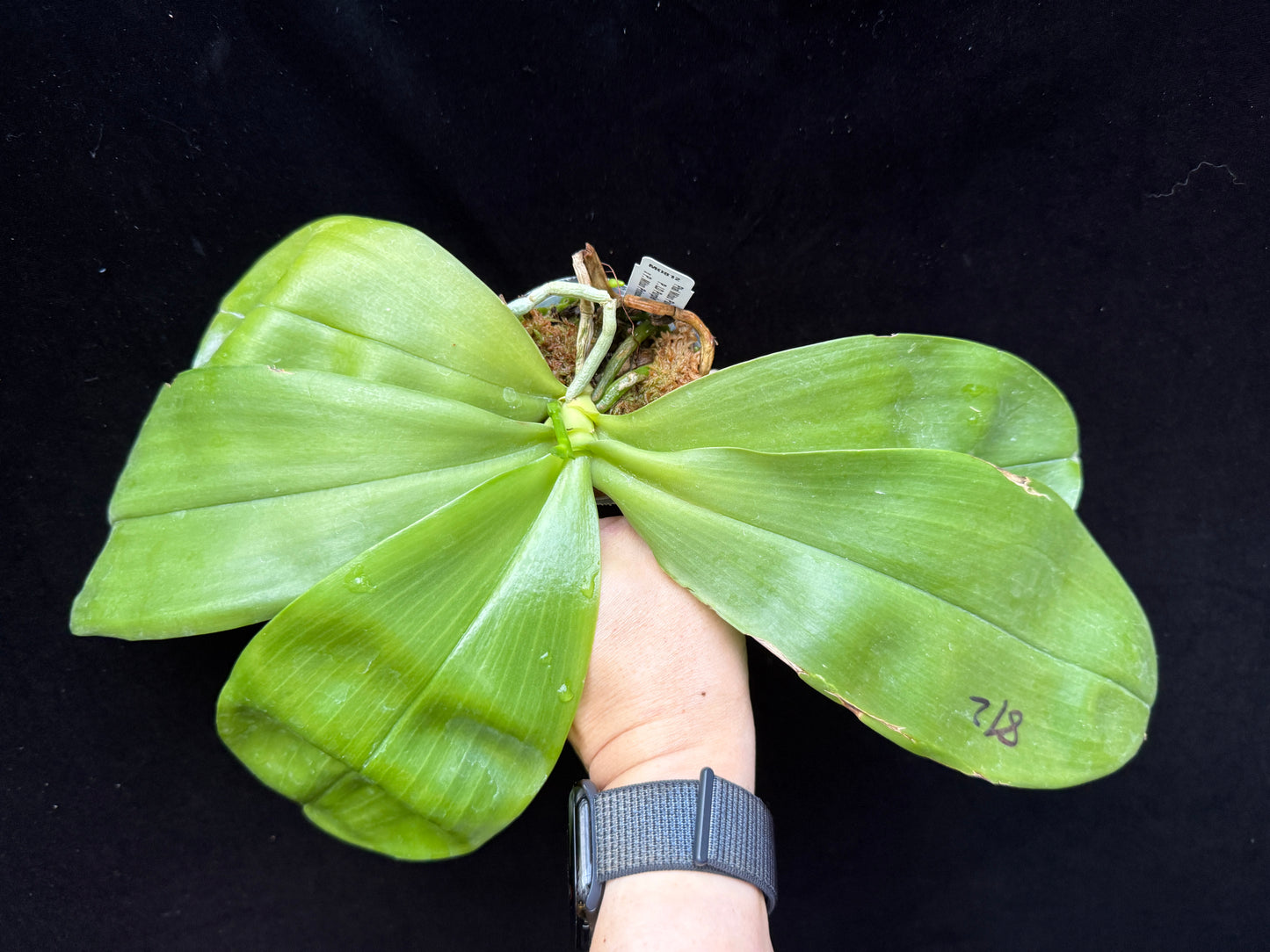 Phalaenopsis Mituo Purple Dragon 'Blue White'