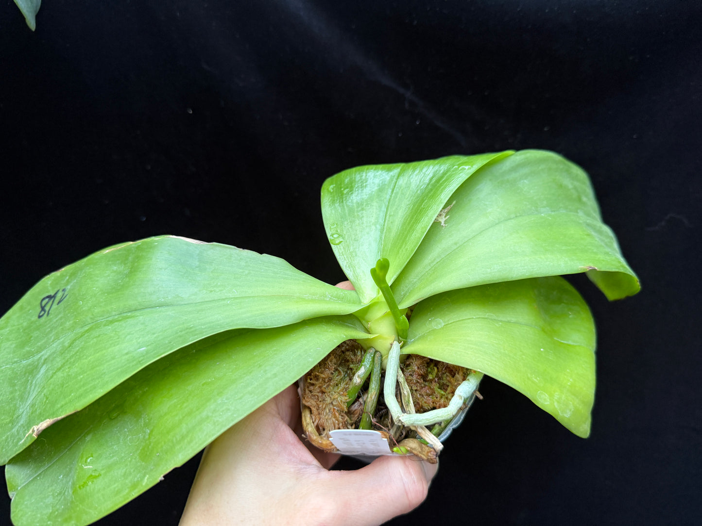 Phalaenopsis Mituo Purple Dragon 'Blue White'
