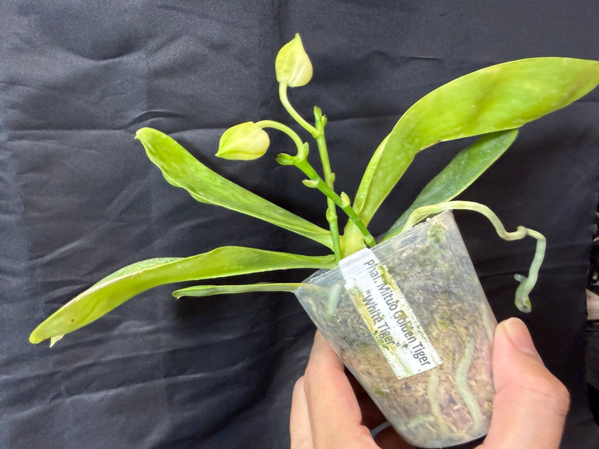 Phalaenopsis Mituo Golden Tiger 'White Tiger' AM/AOS 261029 2 Spikes budding