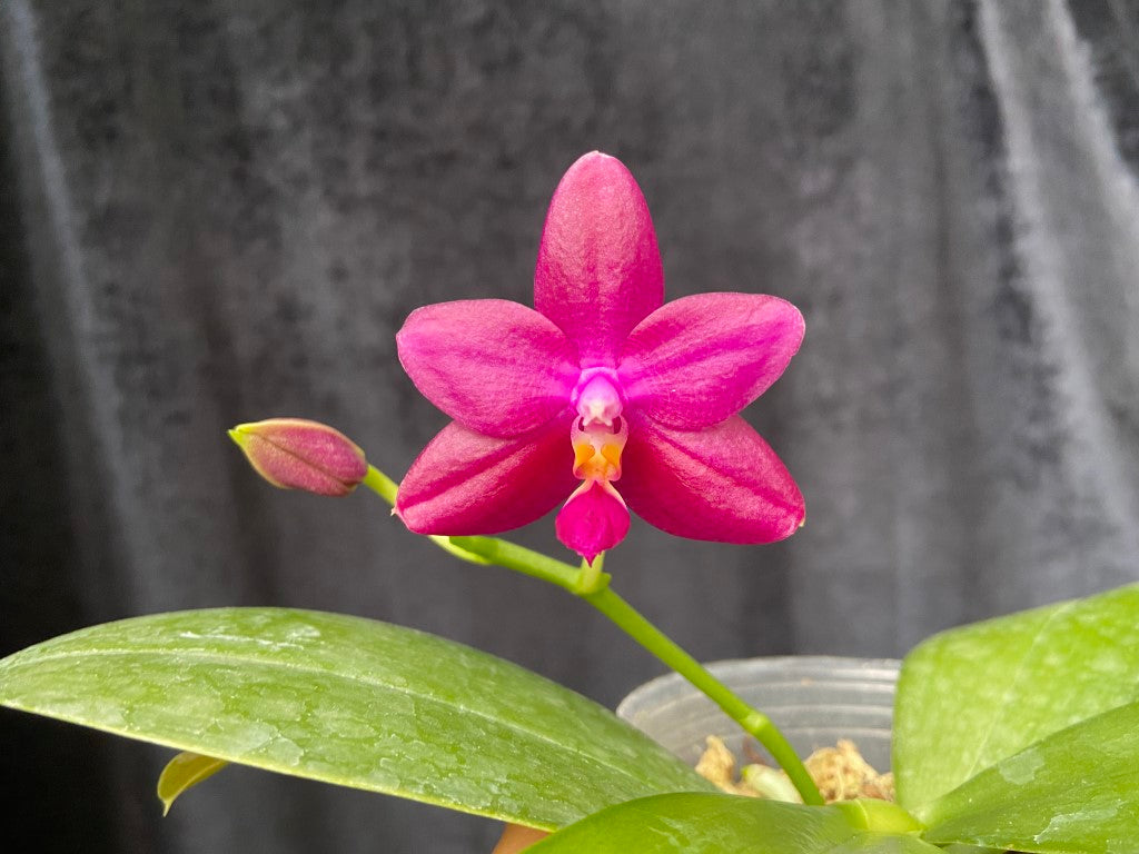 Phalaenopsis Tabasco Tex 'Garnet Glow' AM/AOS 230615