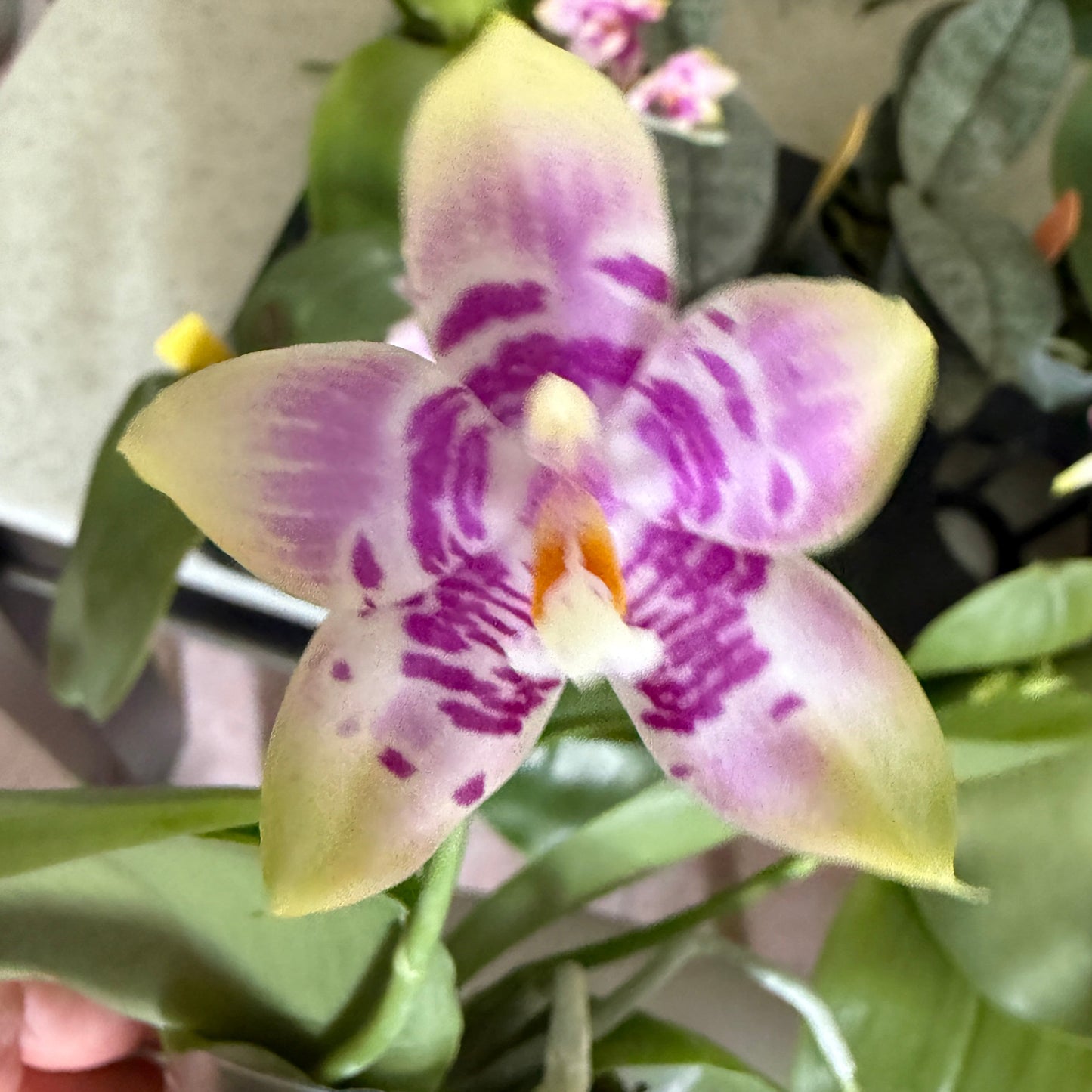 Phalaenopsis (Lioulin Blue Kitty X Meidarland Blue Rouge Bird) 250820 Flowering 2 spikes