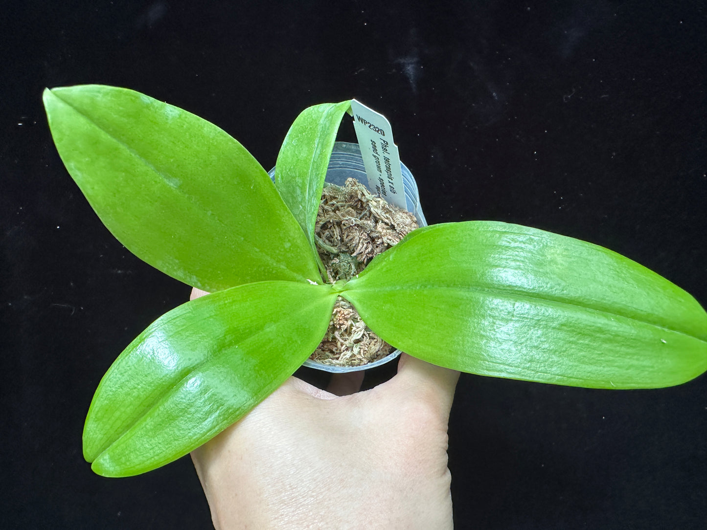 Phalaenopsis speciosa x sib - Seedlings