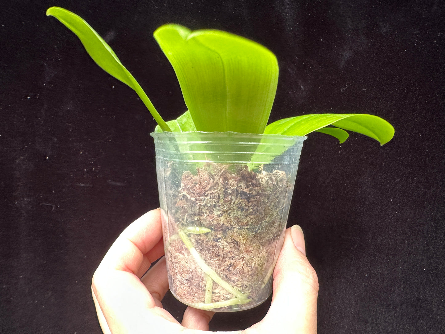 Phalaenopsis speciosa x sib - Seedlings
