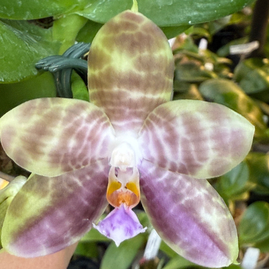 Phalaenopsis (Mel's Lovely Giant x Mituo Golden Tiger) x Mituo Speciosa Dragon - seed grown