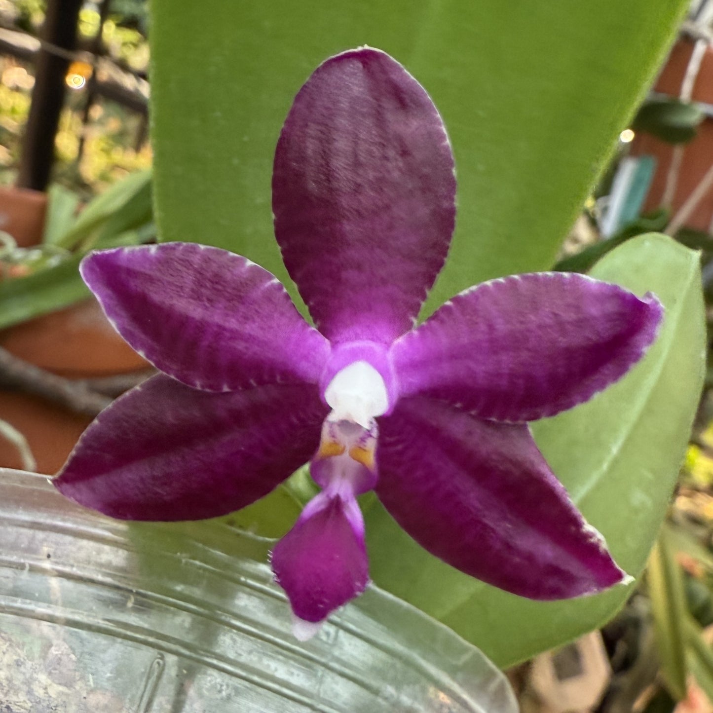Phalaenopsis Bentley's Magician - Seed Grown