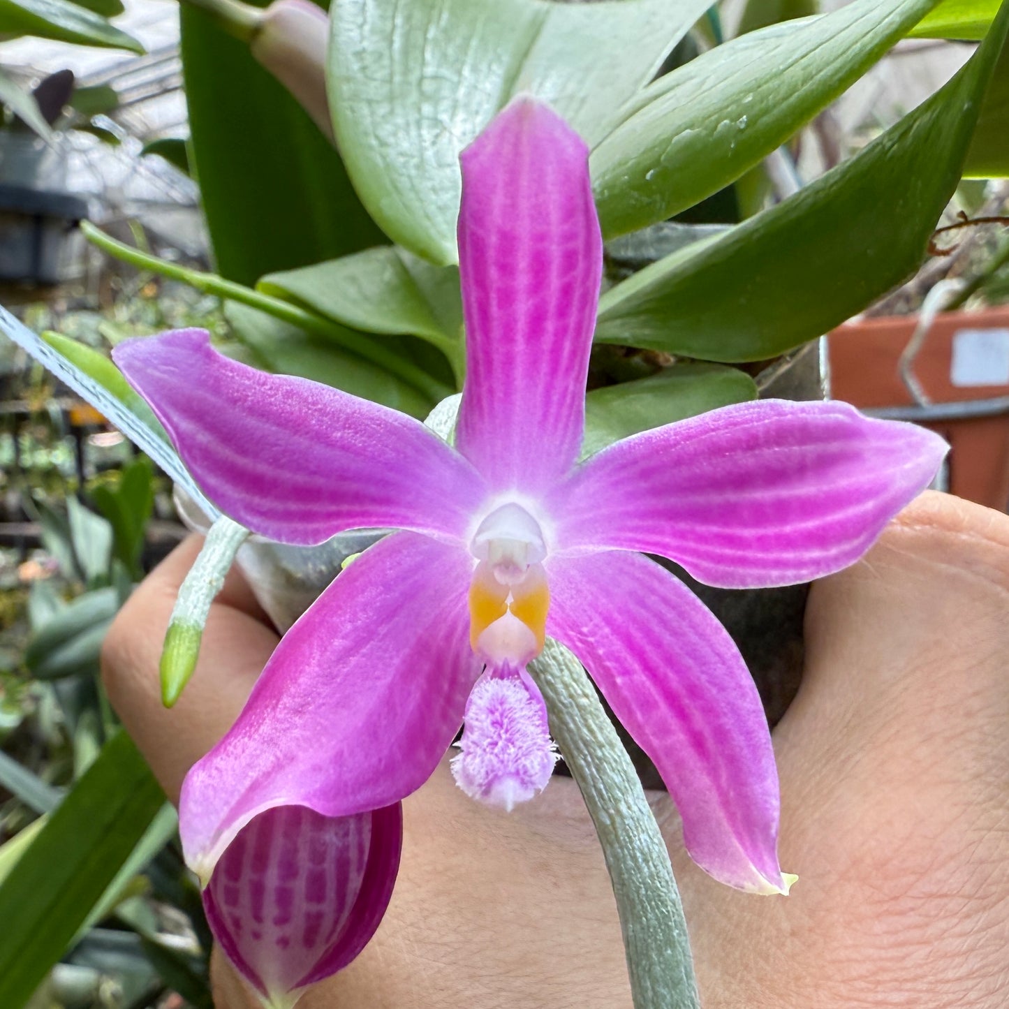 Phalaenopsis (speciosa x pulchra) x speciosa - Seed Grown - Spiking