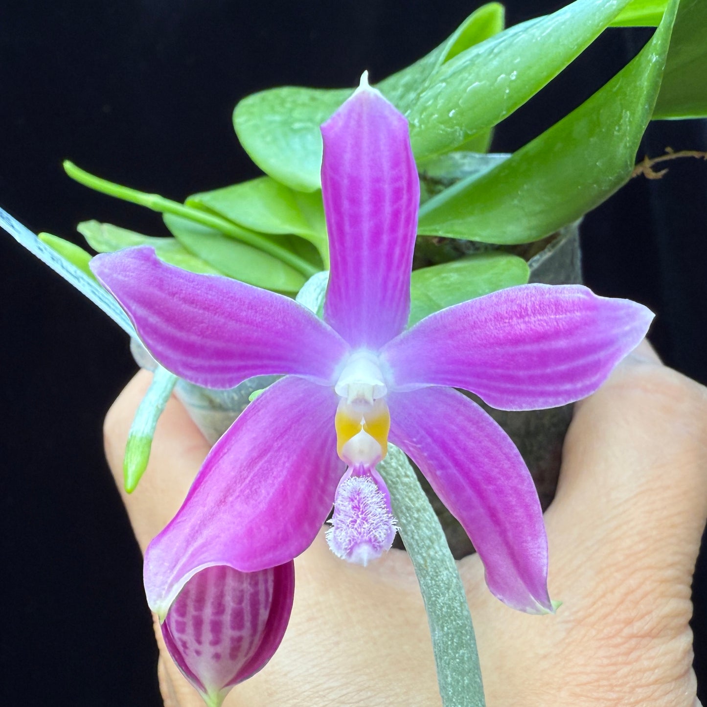 Phalaenopsis (speciosa x pulchra) x speciosa - Seed Grown - Spiking
