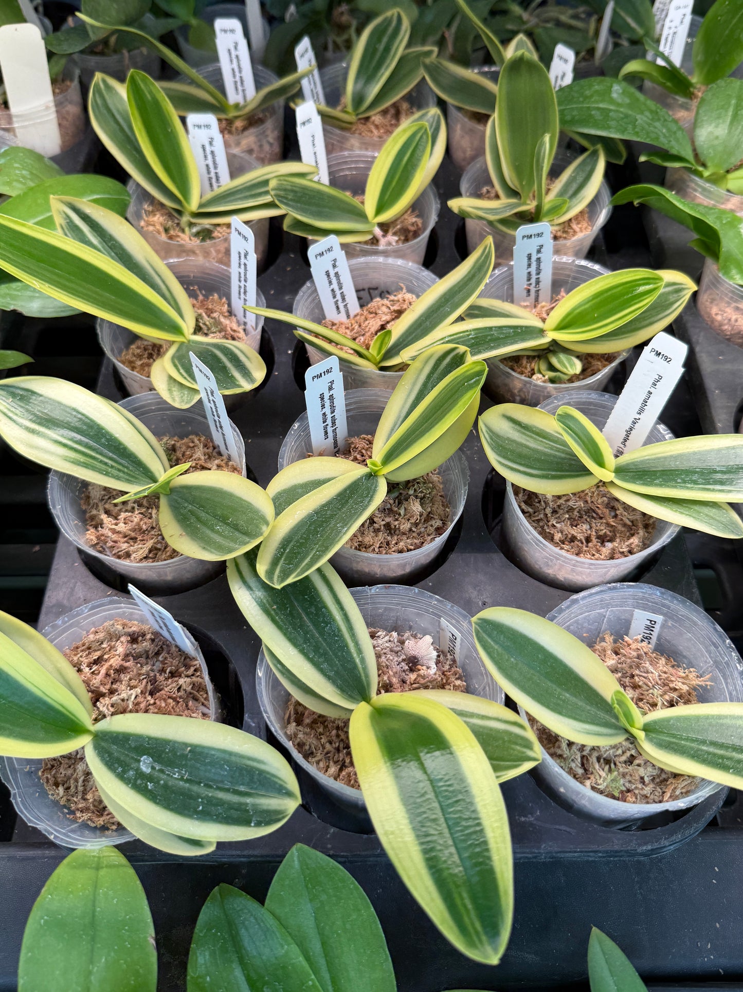 Phalaenopsis aphrodite subsp formosana 'Variegated' leaves