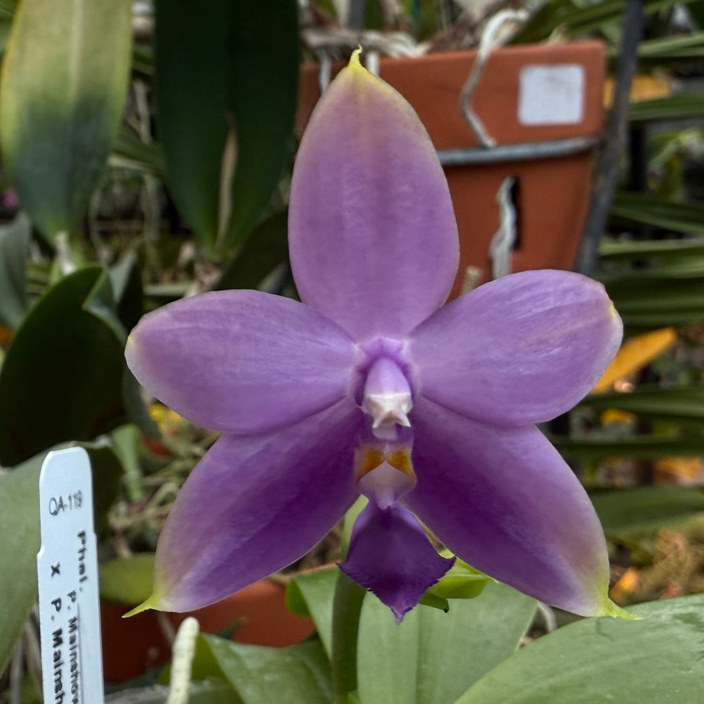Phalaenopsis Mainshow Pylo - Seed Grown (QA-119)