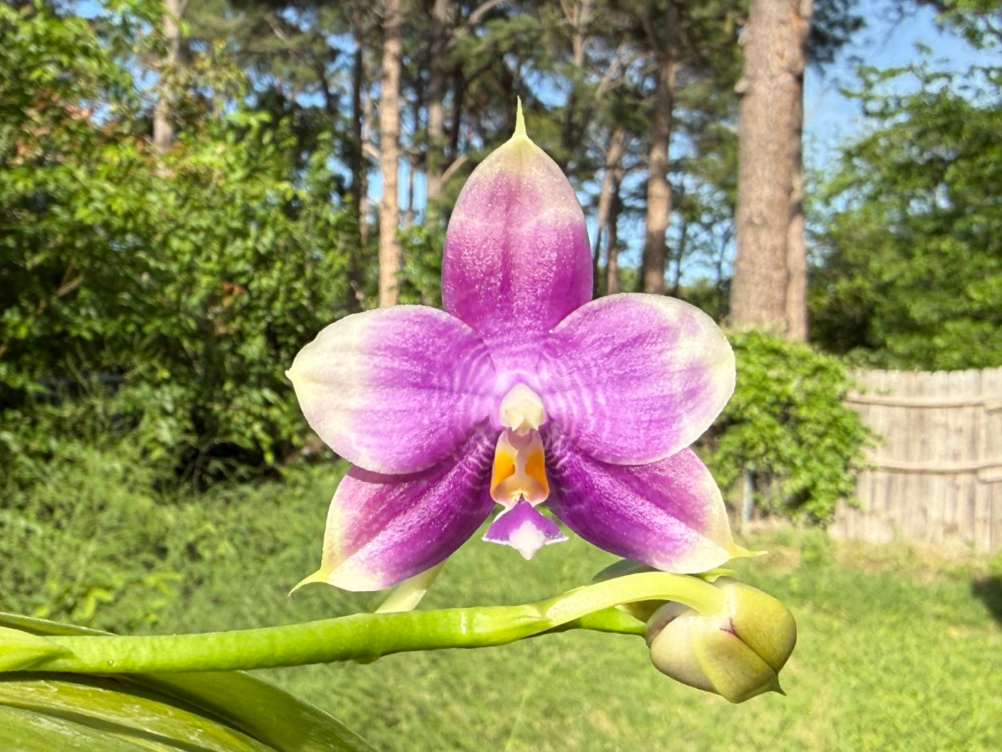 Phalaenopsis Mituo Purple Dragon 'Cyan Crane' 260419 Flowering