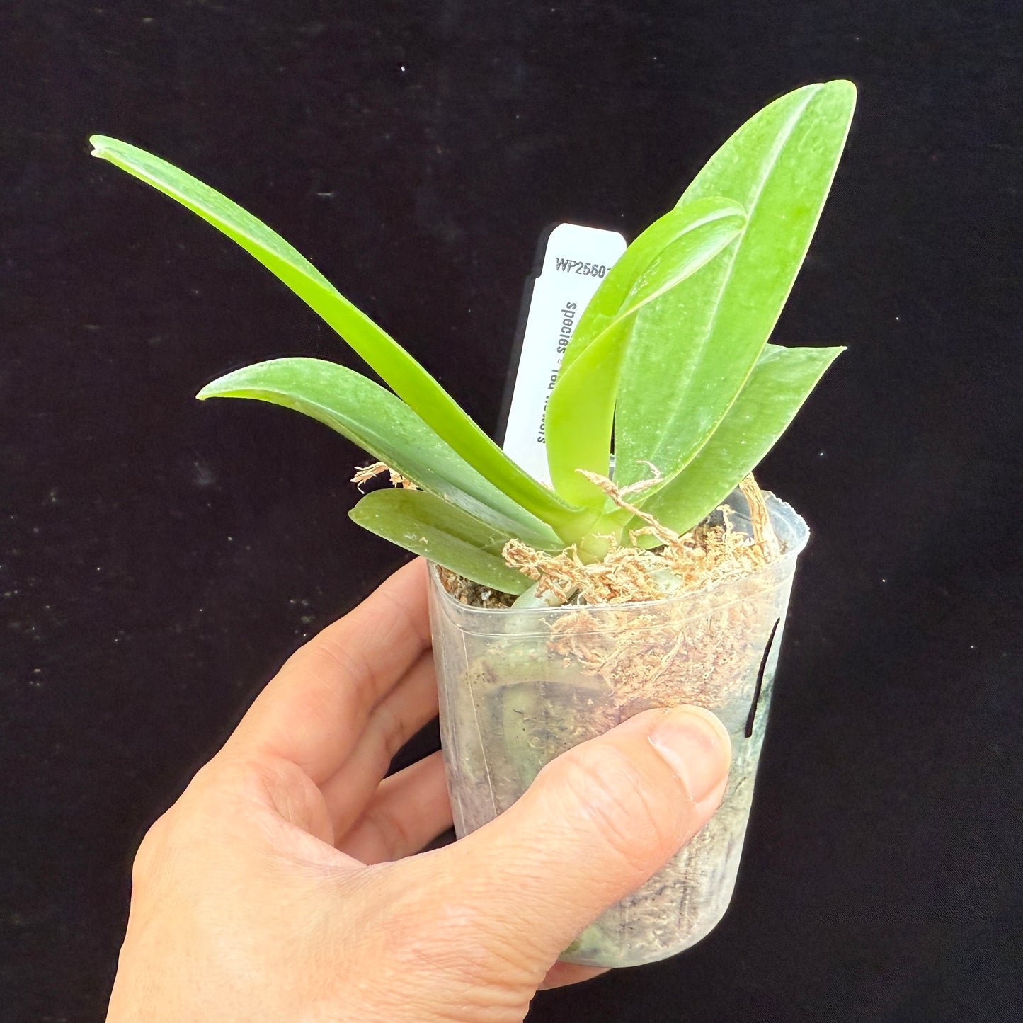 Phalaenopsis cornu-cervi 'Wilson'
