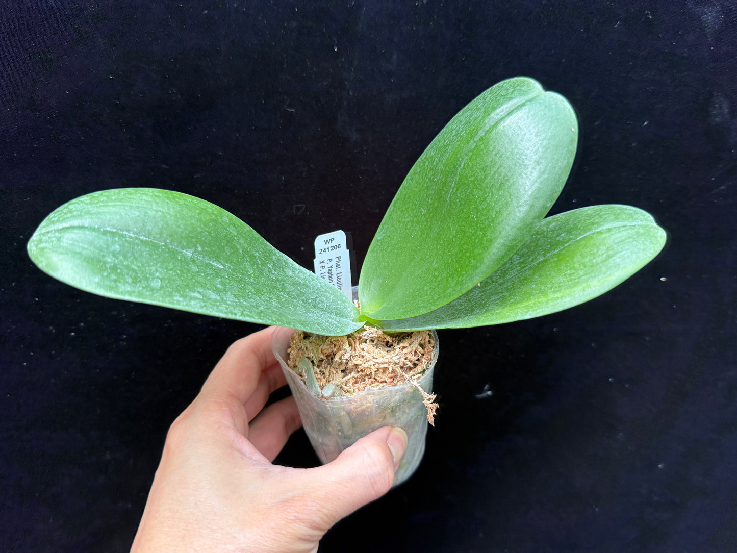 Phalaenopsis Lioulin Sweet Pepper 'Red'
