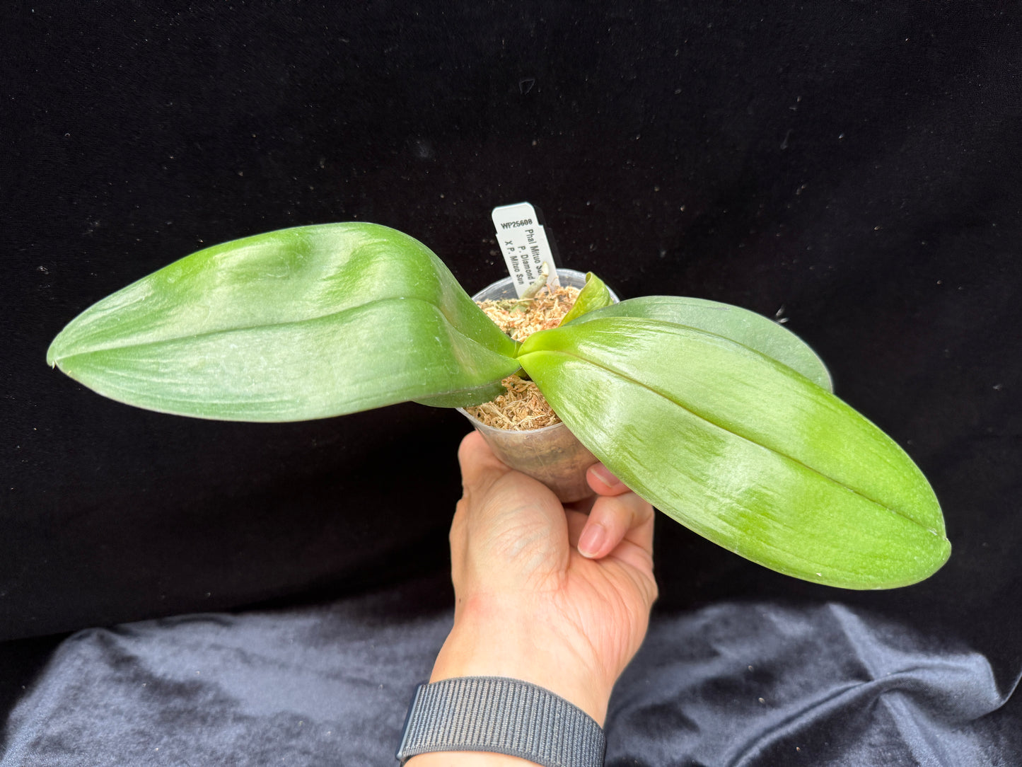 Phalaenopsis Mituo Sunrise 'Mituo #3'