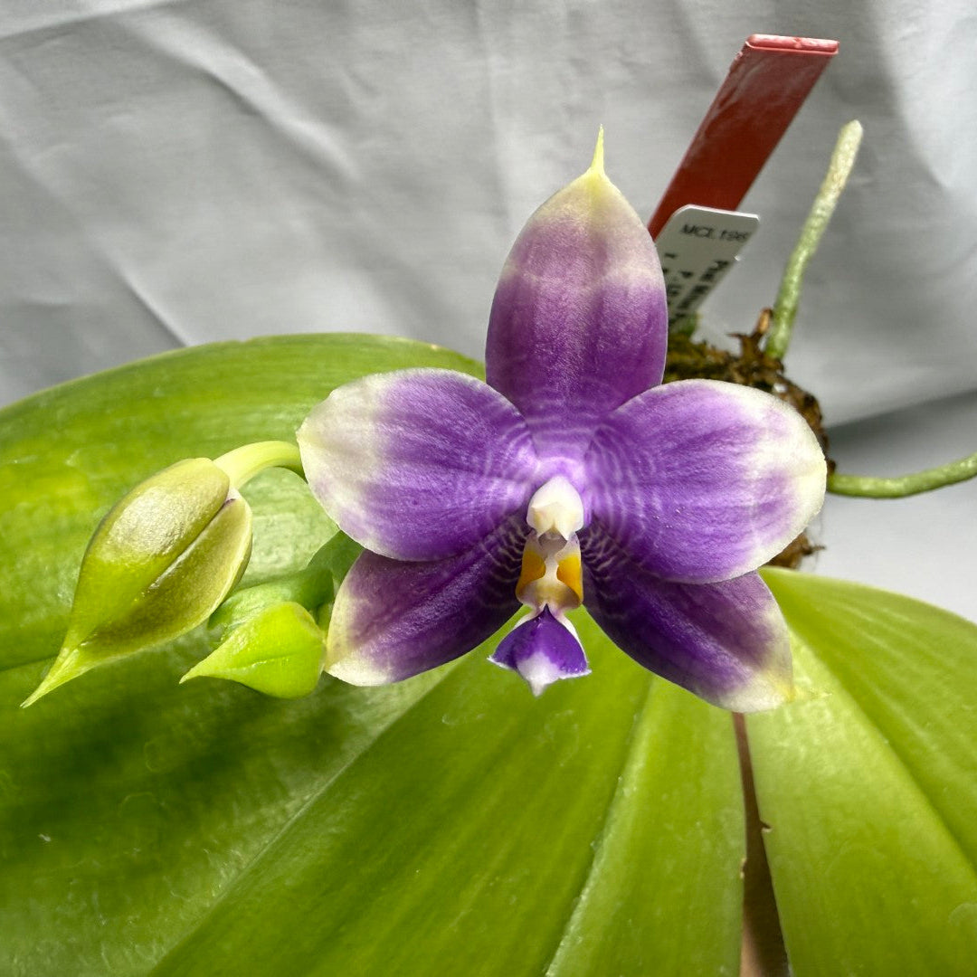 Phalaenopsis Mituo Purple Dragon 'Cyan Crane'