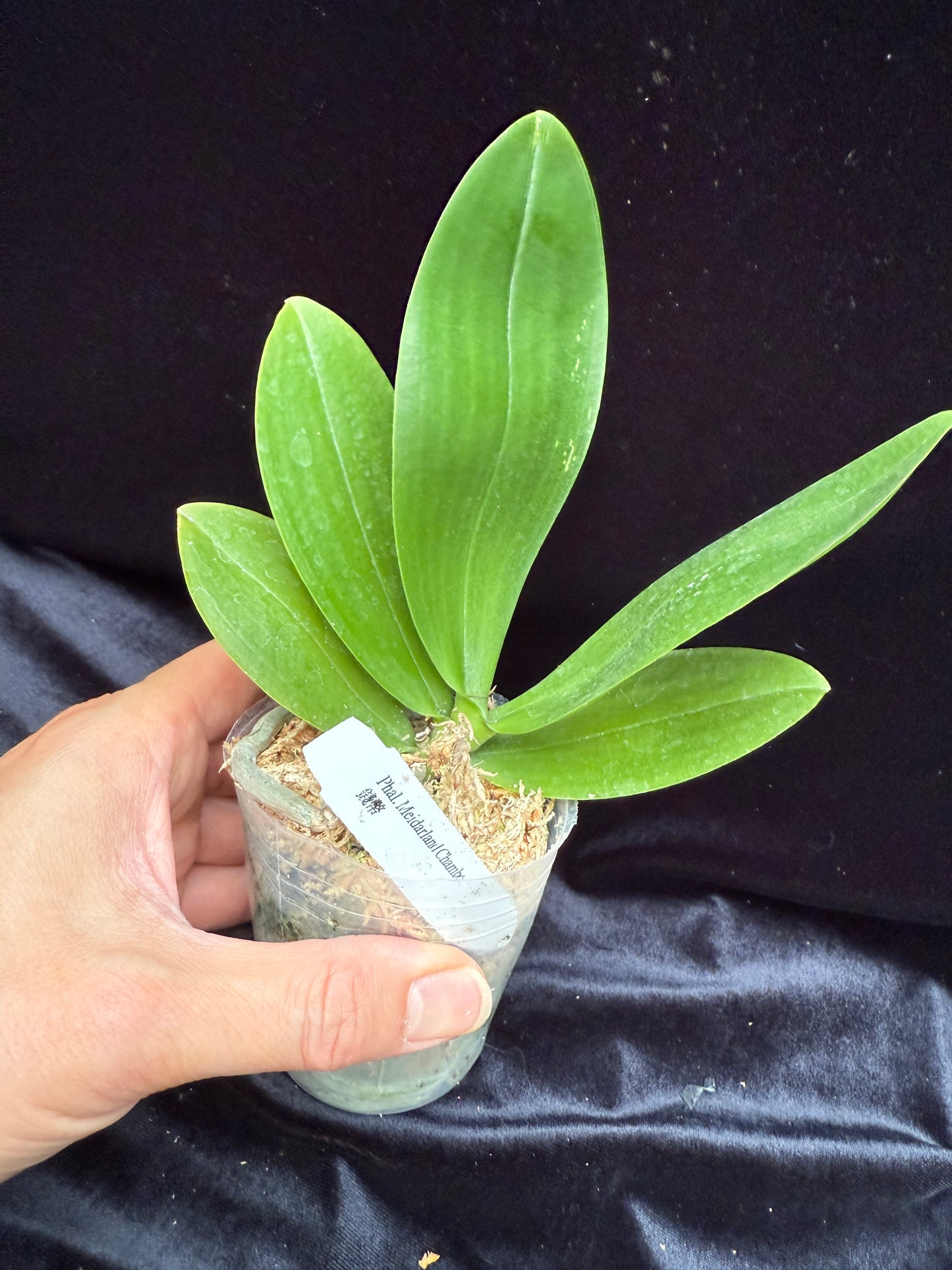 Phalaenopsis Meidarland Chambe (clone)