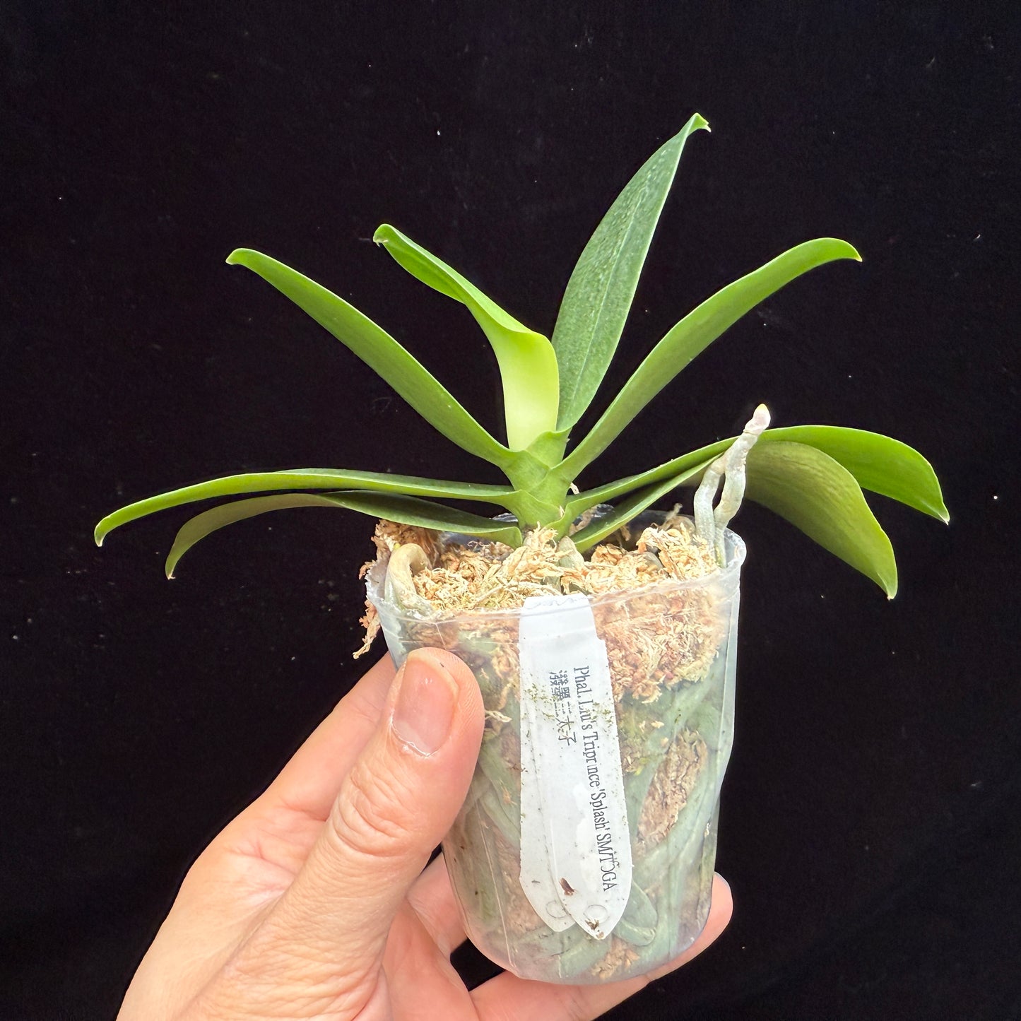 Phalaenopsis Liu's Triprince 'Splash'