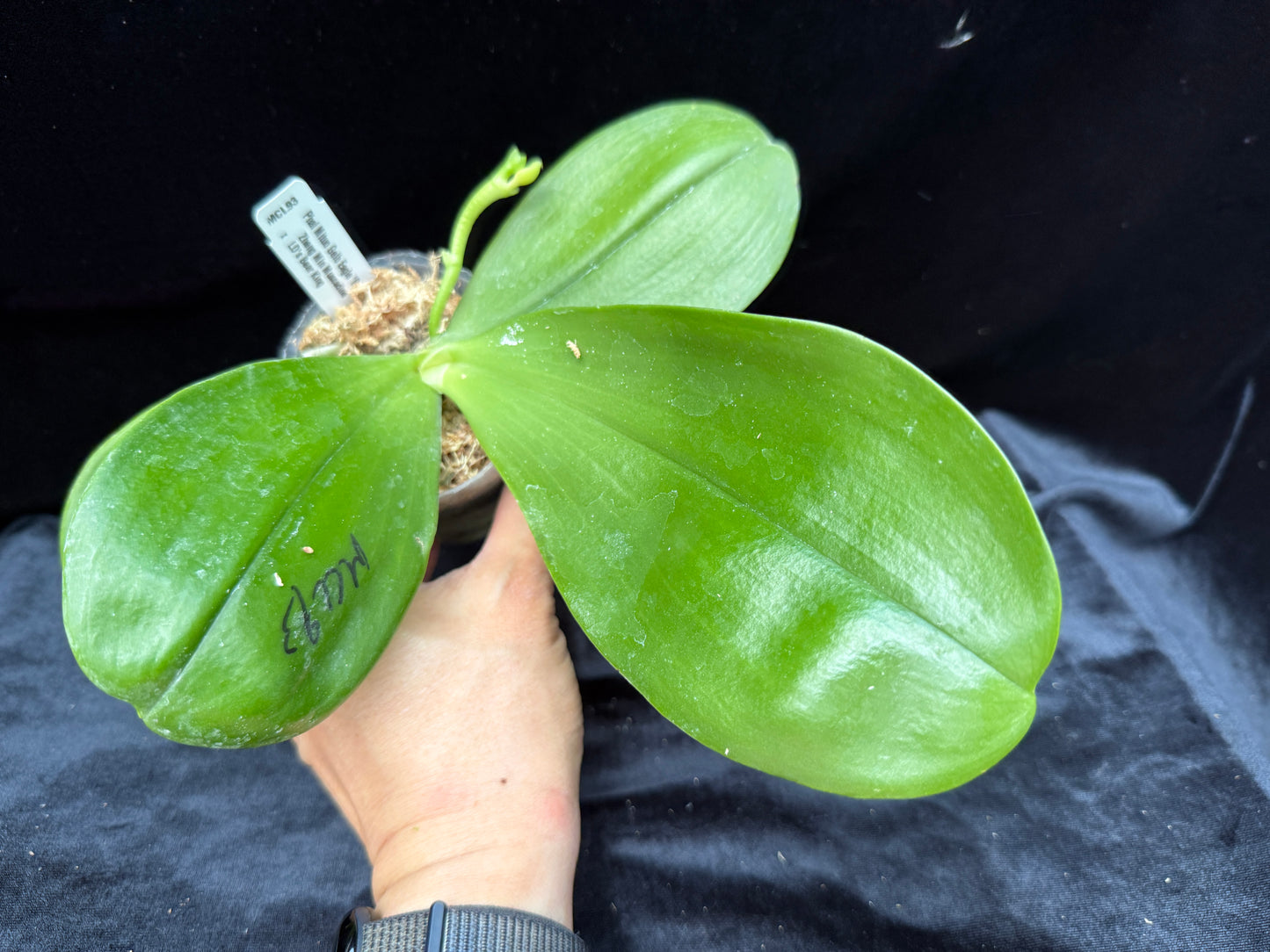Phalaenopsis Mituo Gelb Eagle 'Rainbow'