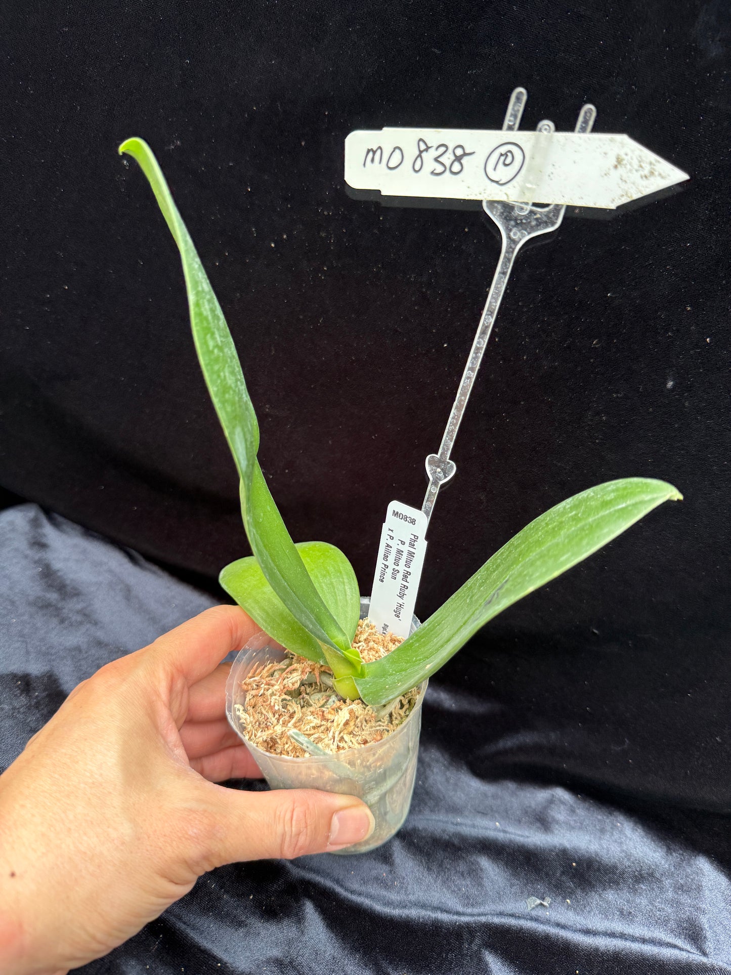 Phalaenopsis Mituo Red Ruby 'Huge'
