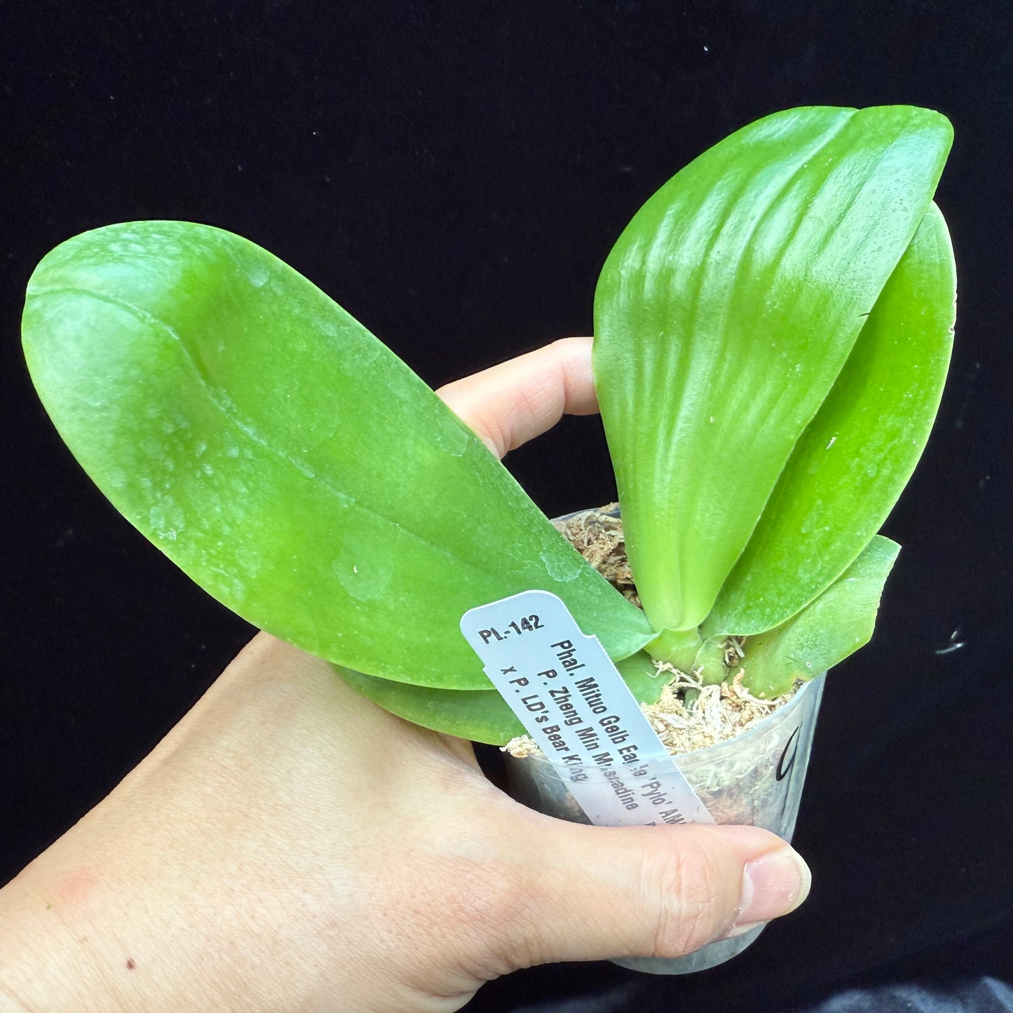 Phalaenopsis Mituo Gelb Eagle 'Pylo' AM/AOS