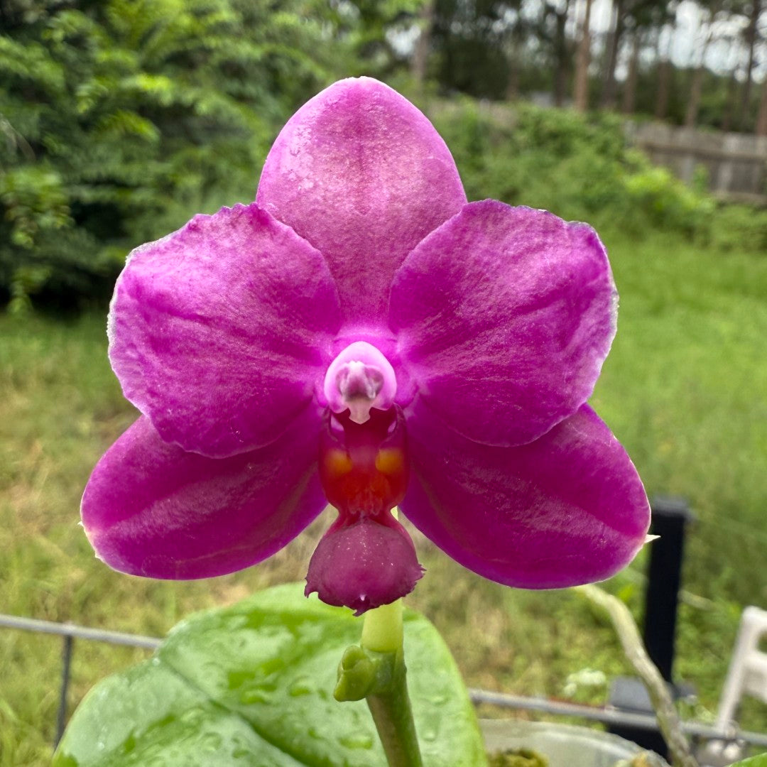 Phalaenopsis No ID Purple Flower - 250611 Flowering