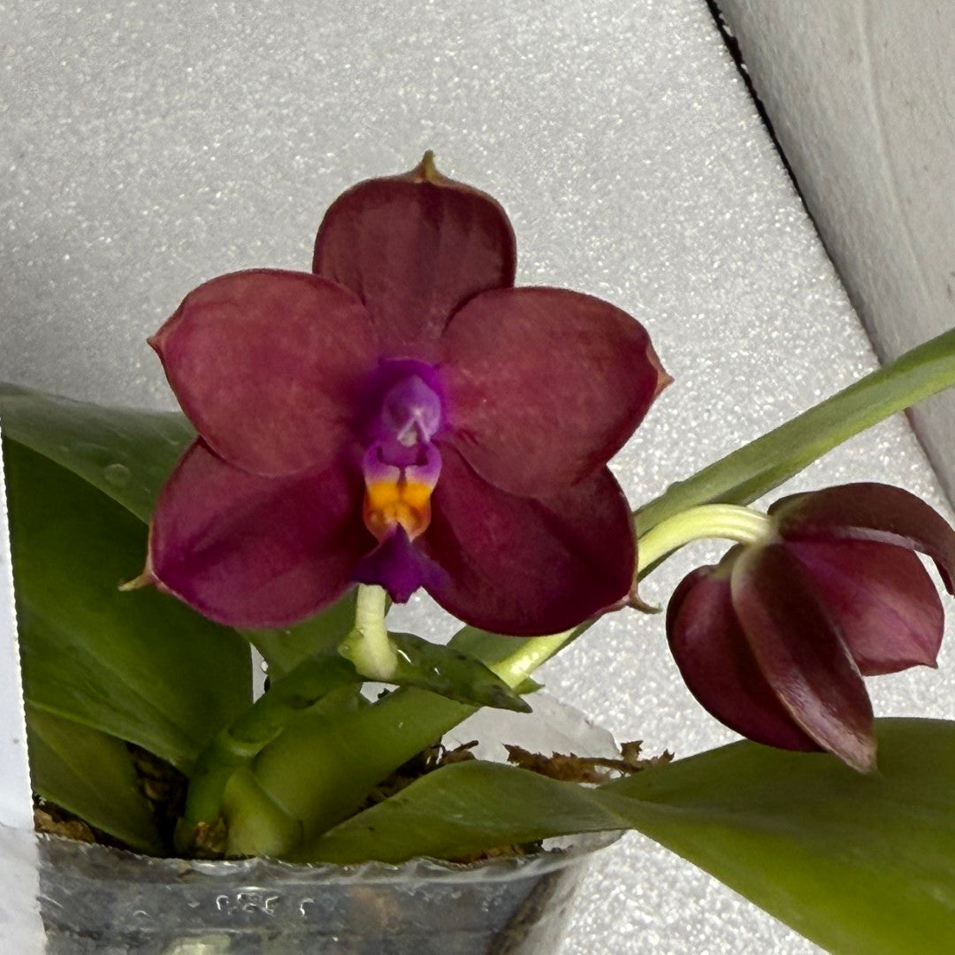 Phalaenopsis Mituo Red Smurfs - seed grown