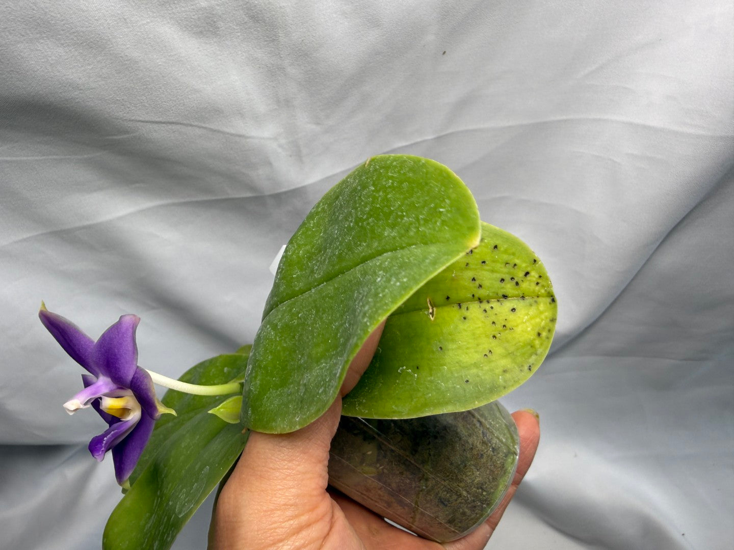 Phalaenopsis violacea f. indigo x sib - Seed Grown 260626-B Flowering