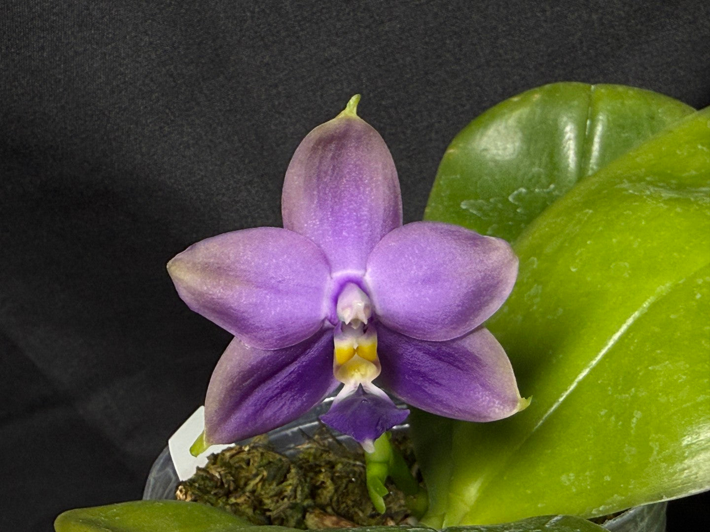 Phalaenopsis violacea f. indigo x sib - Seed Grown 260713 Flowering