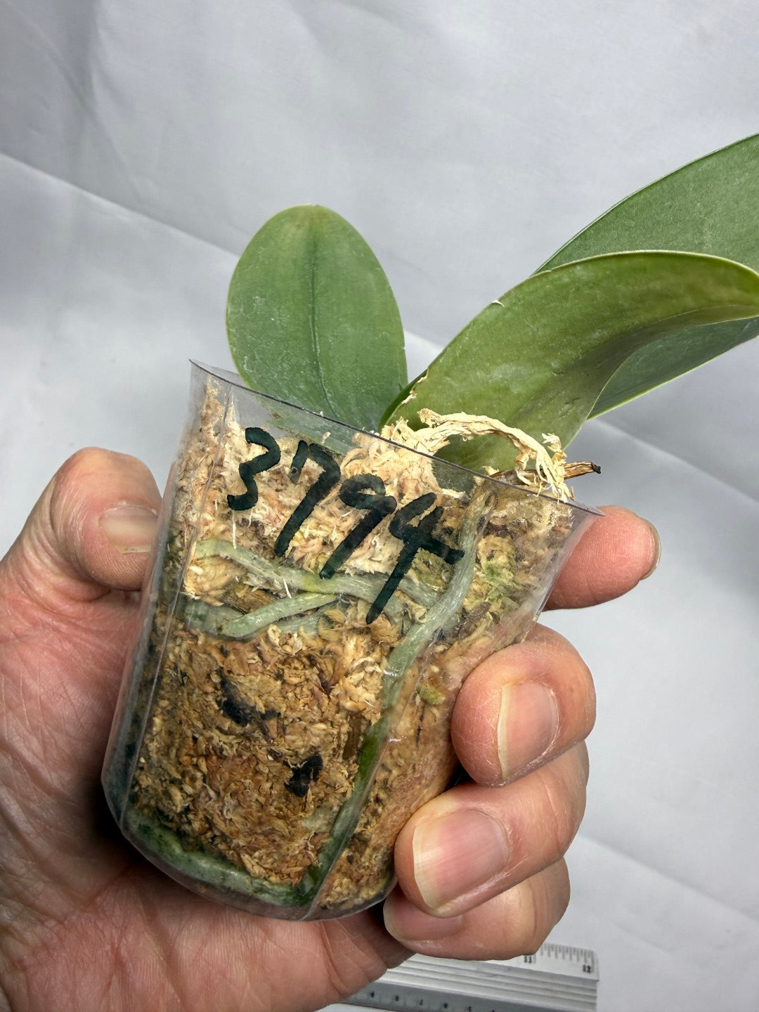 Phalaenopsis gigantea from Sabah - Seed Grown