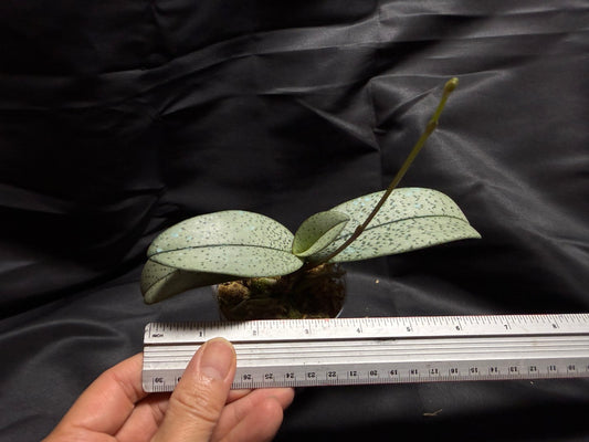 Phalaenopsis (Doritis) pulcherrima var. Marmorata - seed grown 260703 Spiking