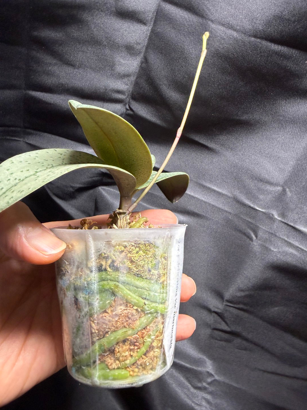 Phalaenopsis (Doritis) pulcherrima var. Marmorata - seed grown 260703 Spiking