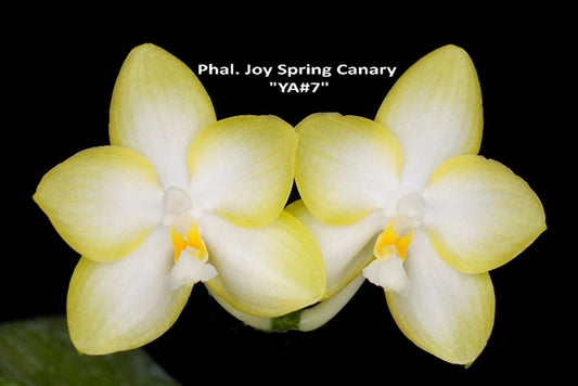 Phalaenopsis Joy Spring Canary 'YA#7'