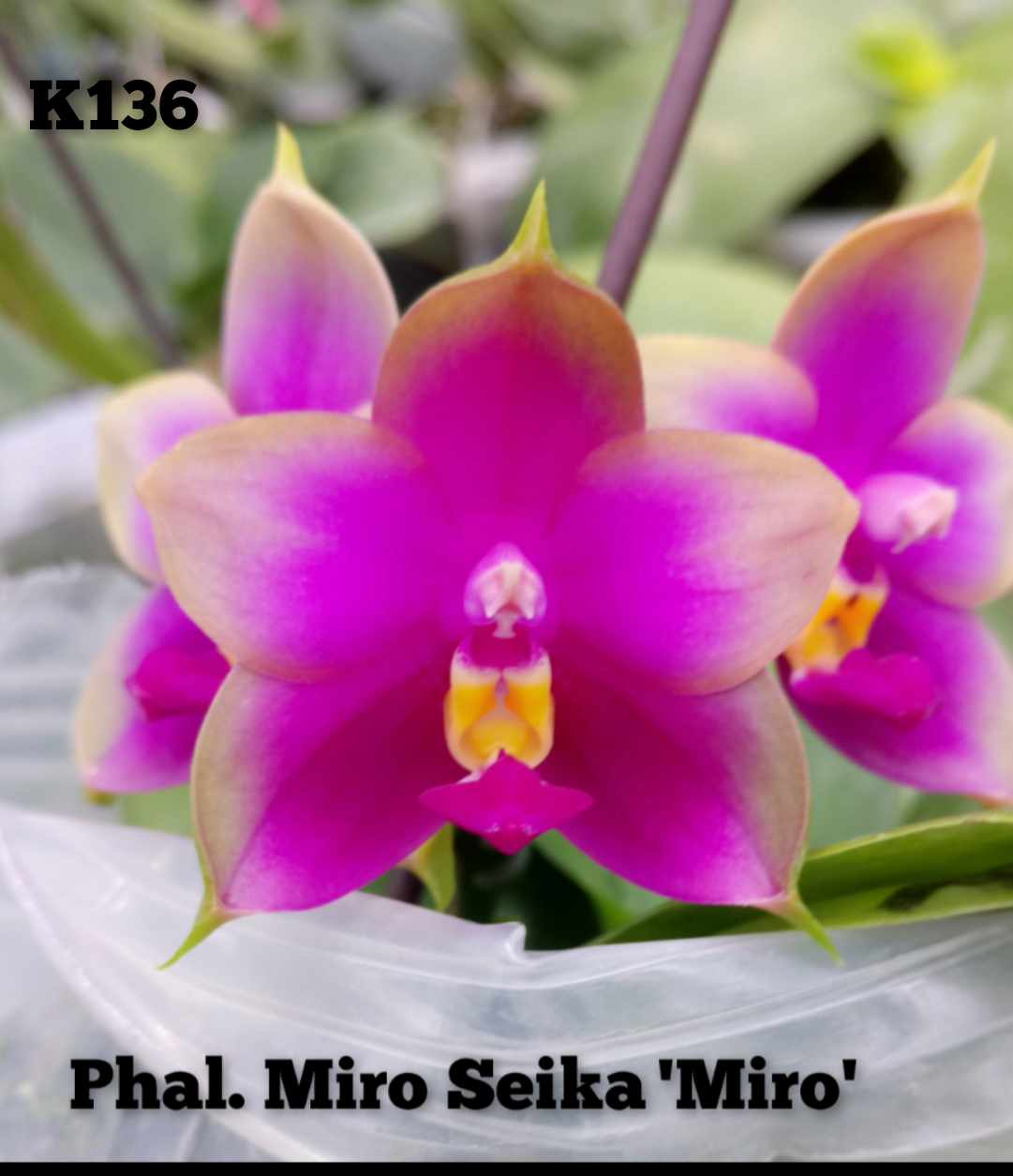 Phalaenopsis Miro Seika 'Miro' Spiking