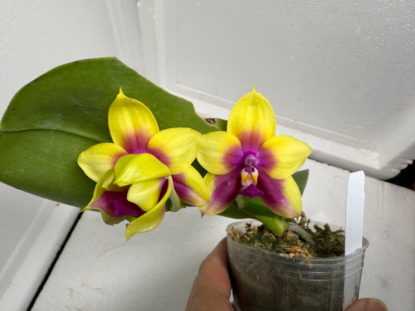 Phalaenopsis Meidarland Kaiulani 'Miro' 250820 Flowering
