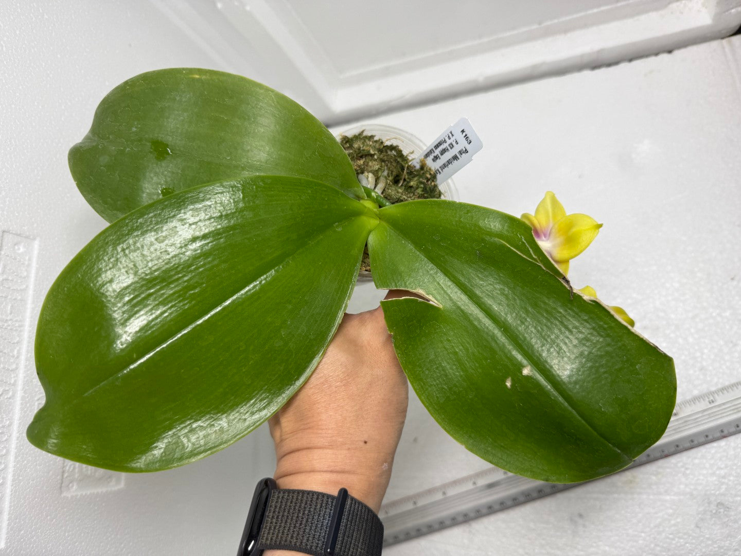 Phalaenopsis Meidarland Kaiulani 'Miro' 250820 Flowering