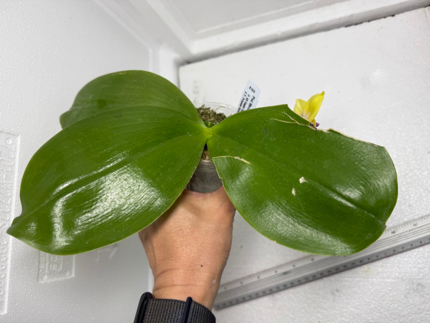Phalaenopsis Meidarland Kaiulani 'Miro' 250820 Flowering