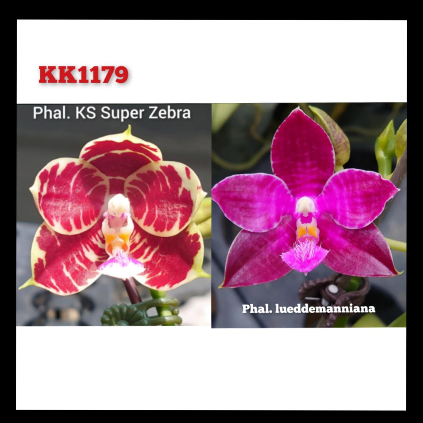 Phalaenopsis (KS Super Zebra X lueddemanniana) - Seed Grown
