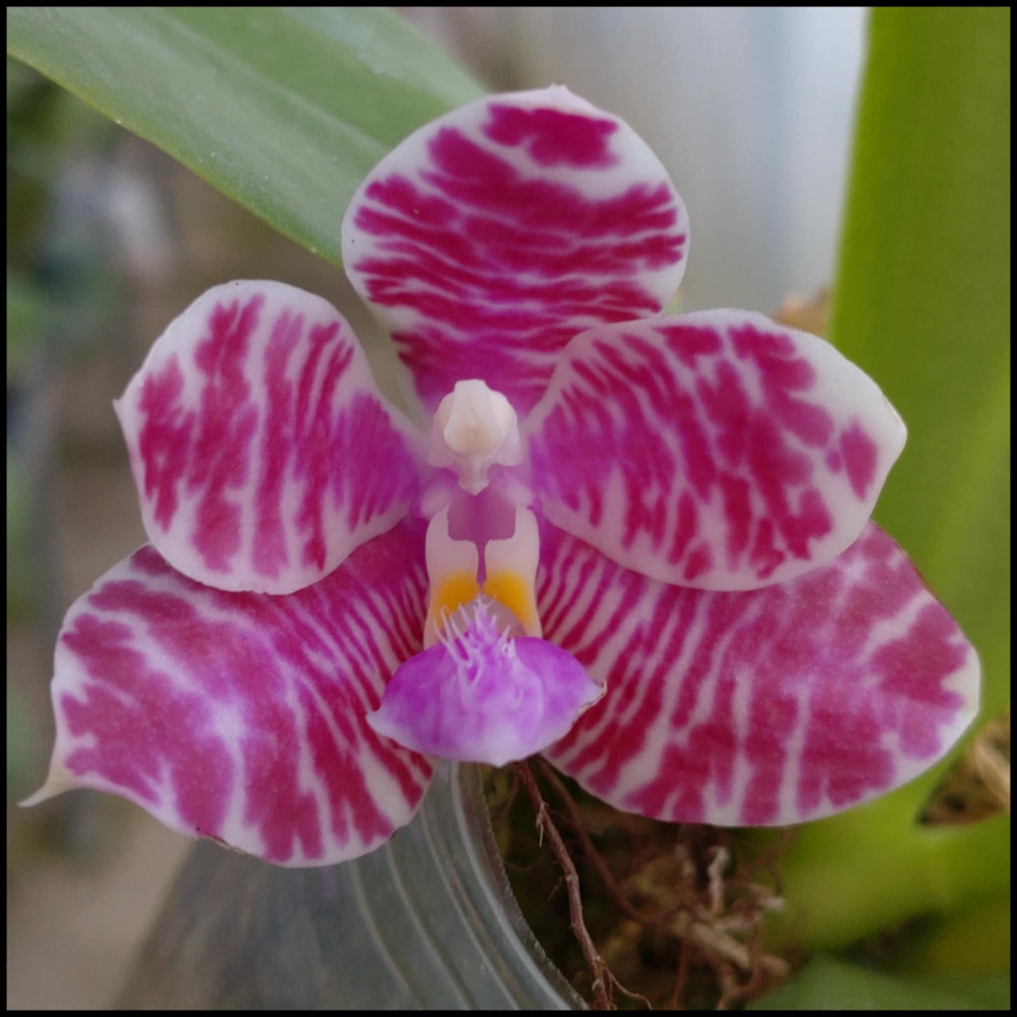 Phalaenopsis (KS Super Zebra X lueddemanniana) - Seed Grown