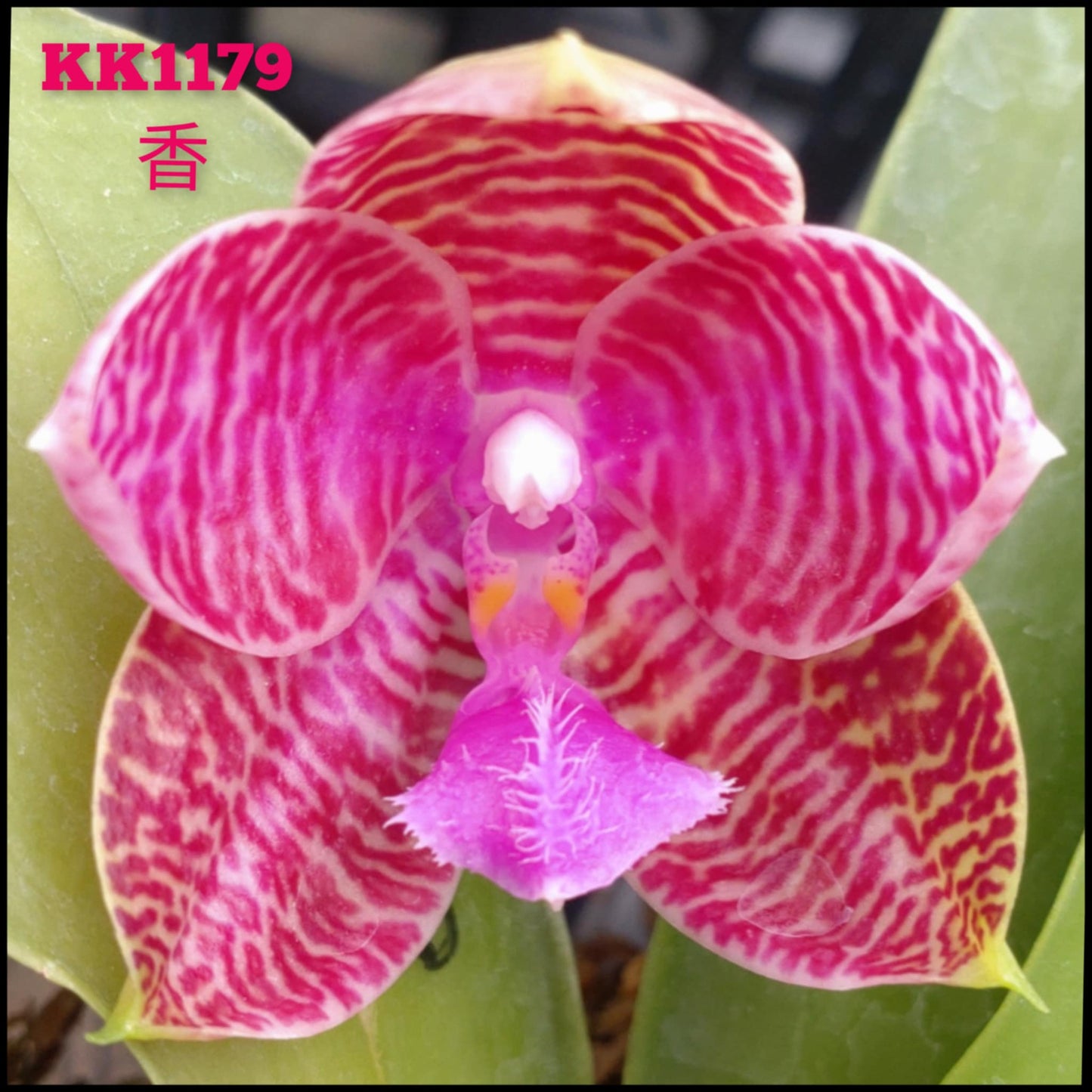 Phalaenopsis (KS Super Zebra X lueddemanniana) - Seed Grown