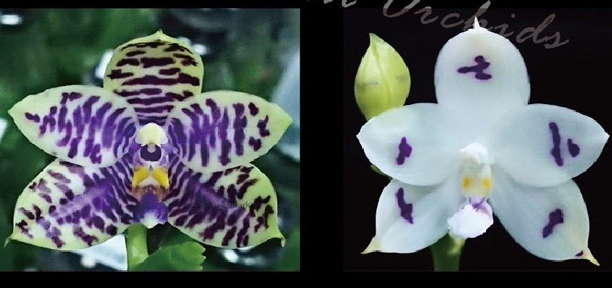 Phalaenopsis LL Blue Macaw - Seedling