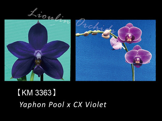Phalaenopsis LL Blue Diamond