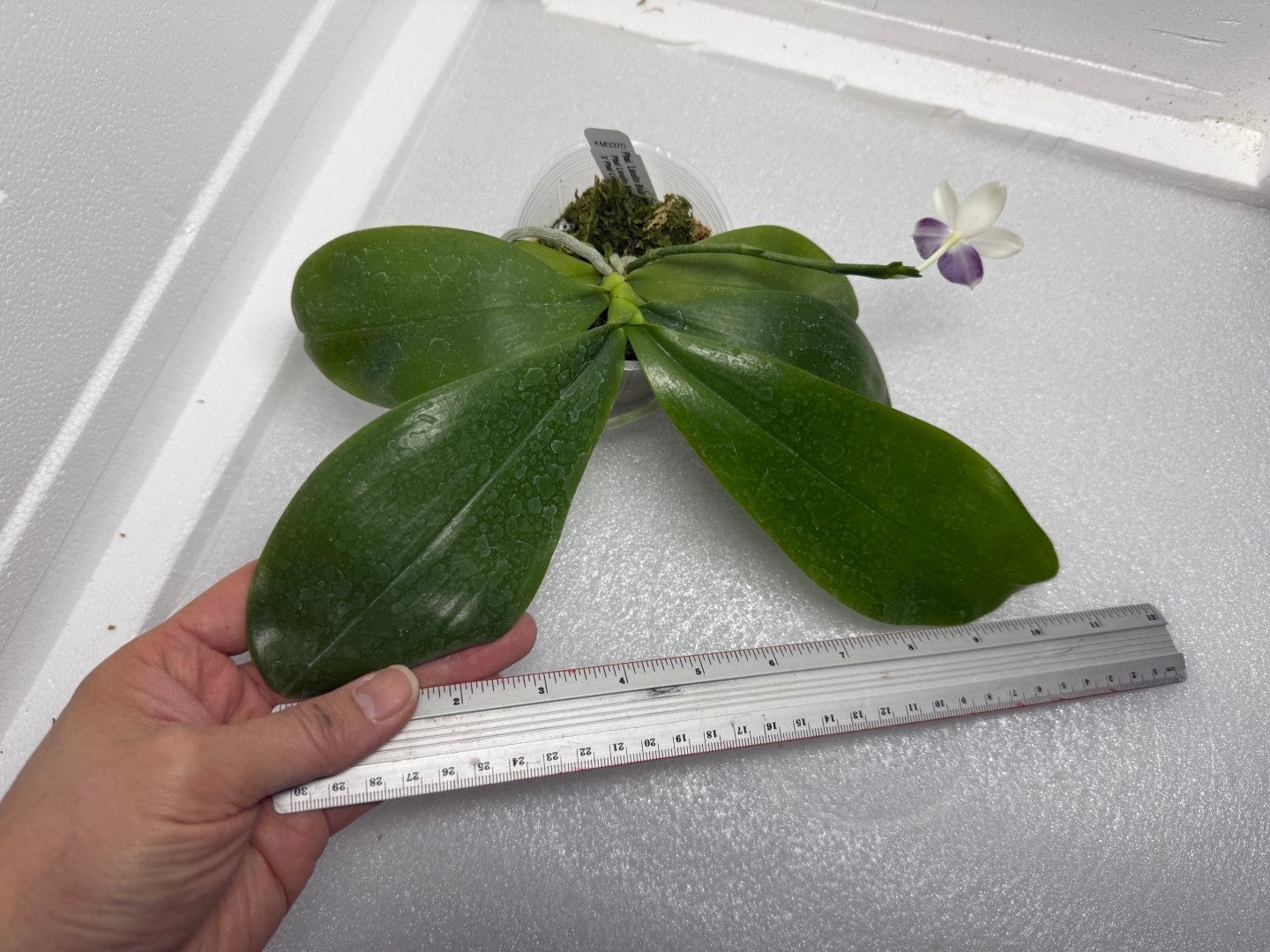 Phalaenopsis Lioulin Blue Wave 250904 Flowering