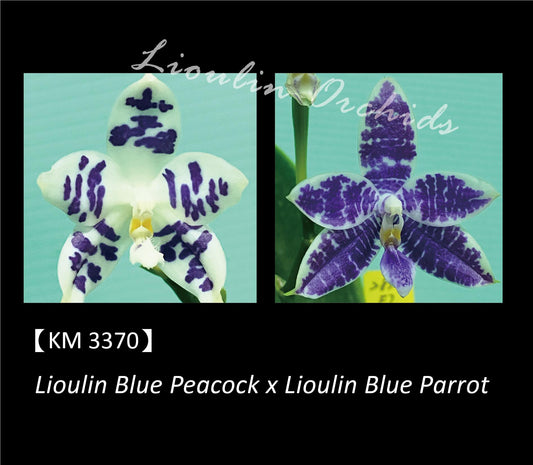 Phalaenopsis Lioulin Blue Wave - Seedling