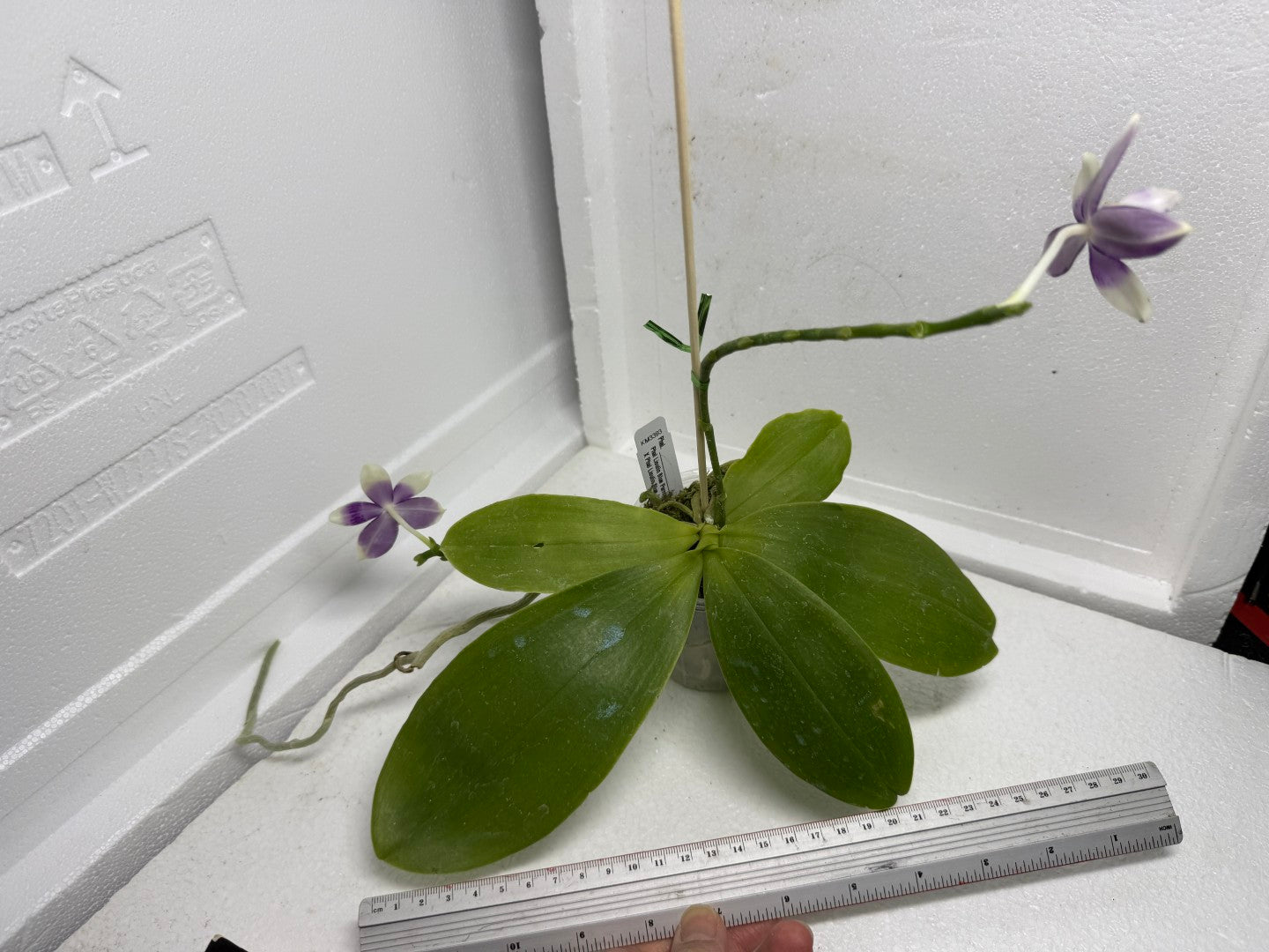 Phalaenopsis (Lioulin Blue Parrot X Lioulin Blue Jenny) 250910 Flowering 2 spikes